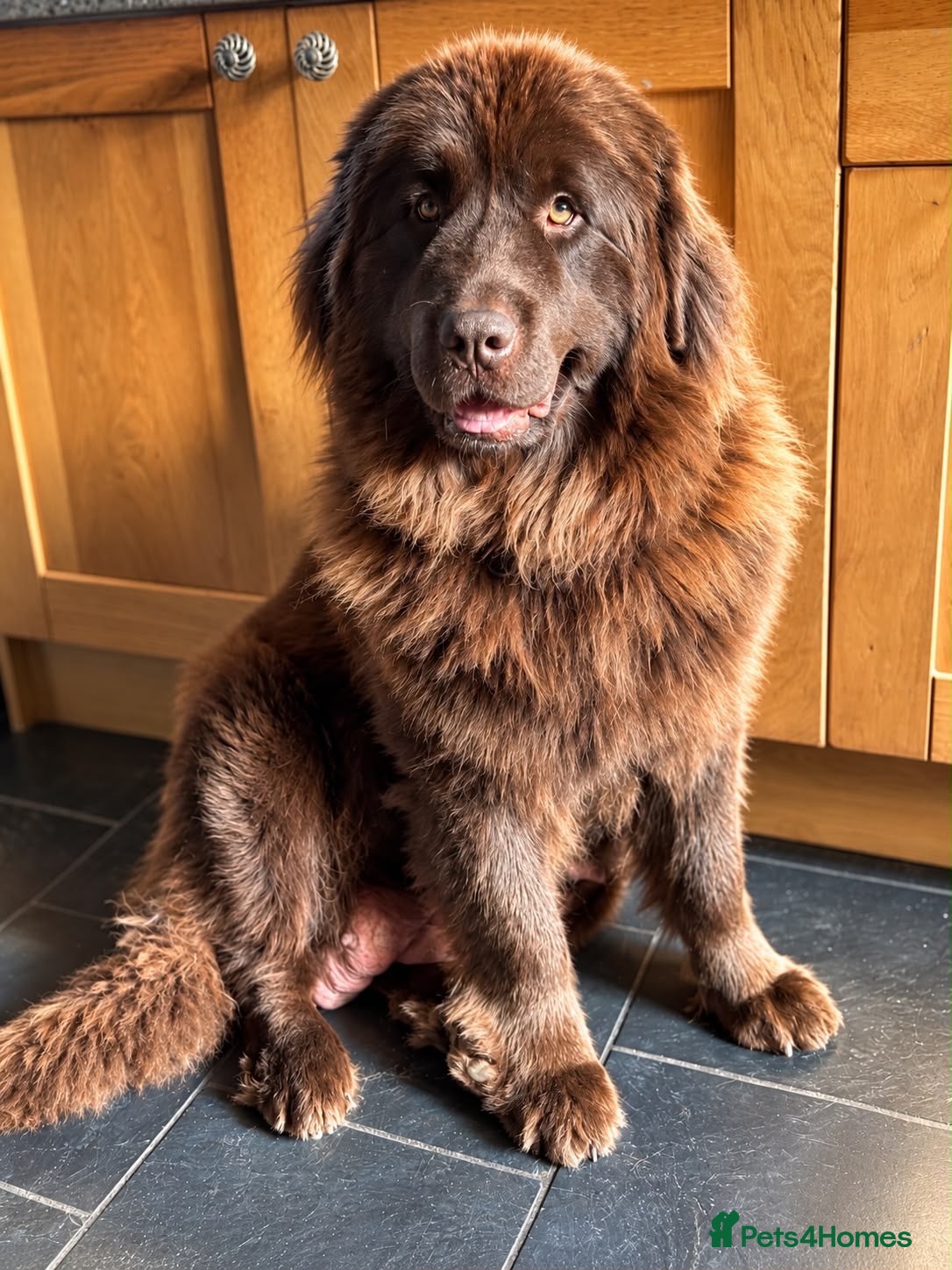 Newfoundland dogs Beautiful kc health tested Newfoundland puppies  - Advert 1