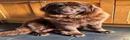 Newfoundland dogs for sale: Beautiful kc health tested Newfoundland puppies  - Advert 1