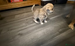 Mixed Breed dogs for sale: 3 puppy’s ready in Less than 4 weeks  - Image 13