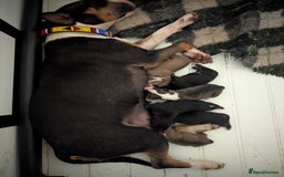 English Bull Terrier dogs for sale: Working line English bull terriers  - Image 12