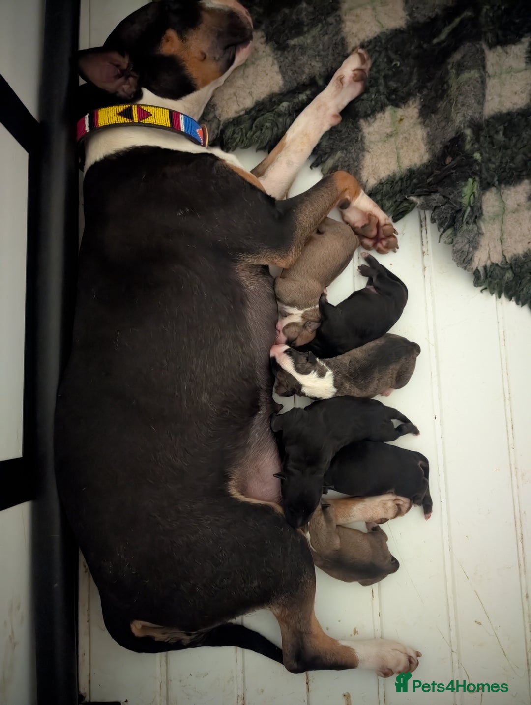 English Bull Terrier dogs for sale: Working line English bull terriers  - Image 12