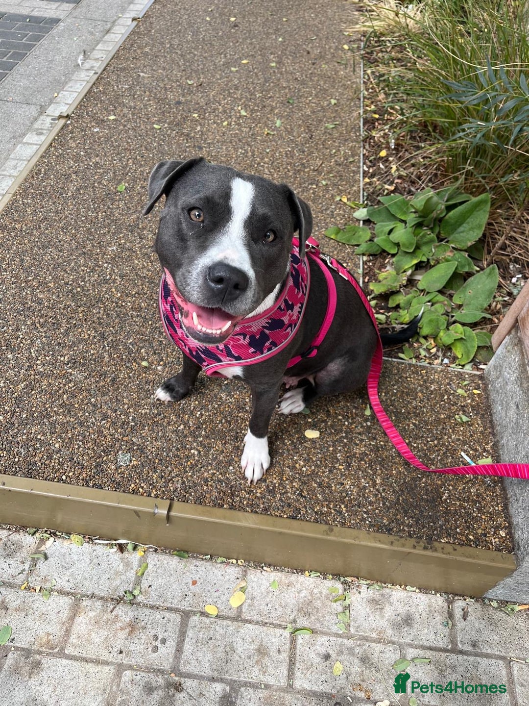 Staffordshire Bull Terrier dogs for sale: Adorable puppies  - Advert 10