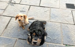 Cocker Spaniel dogs for sale: Beautiful Daisy looking for a forever home - Image 5