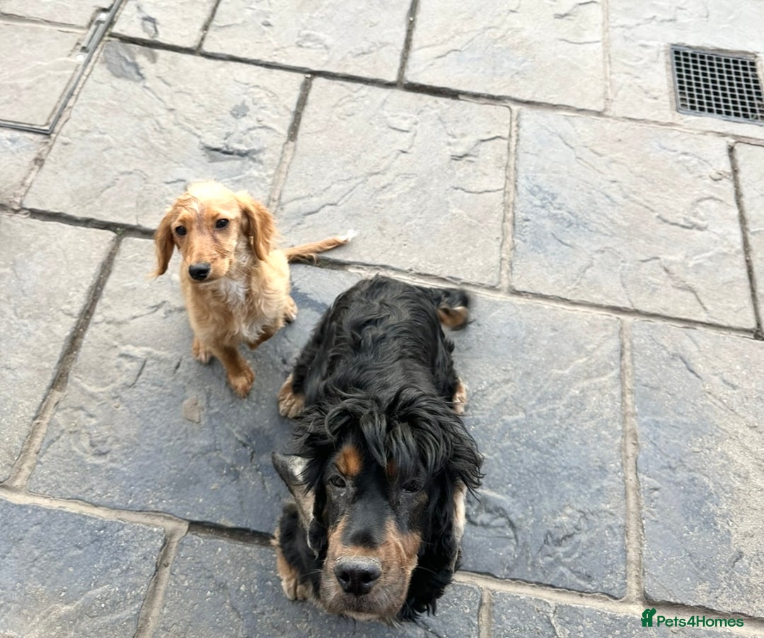 Cocker Spaniel dogs for sale: Beautiful Daisy looking for a forever home - Image 5