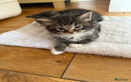 British Shorthair cats for sale: Male&Female British short hair kitten - Image 1