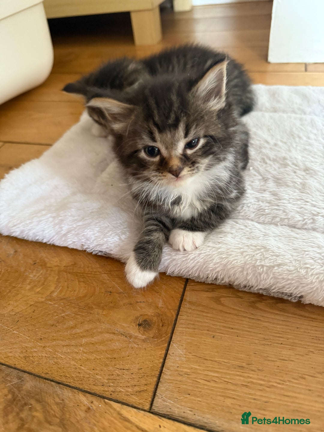British Shorthair cats for sale: Male&Female British short hair kitten - Image 1