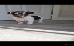 Jack Russell dogs for sale: 2 full jack russells boys - Image 4