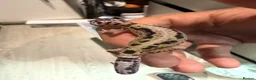 Leopard Gecko reptiles for sale: Leopard Gecko  in London - Advert 9