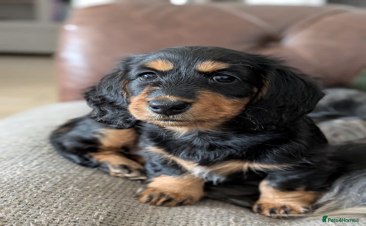 Miniature Dachshund dogs - Advert 1