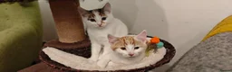 Mixed Breed cats for sale: Ginger-and-white boys and one Clico girl - Advert 26