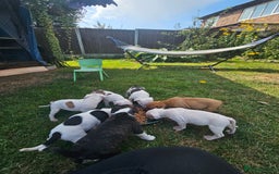 Staffordshire Bull Terrier dogs for sale: 🐾 Beautiful Staffordshire Bull Terrier Puppies 🐾 - Image 4