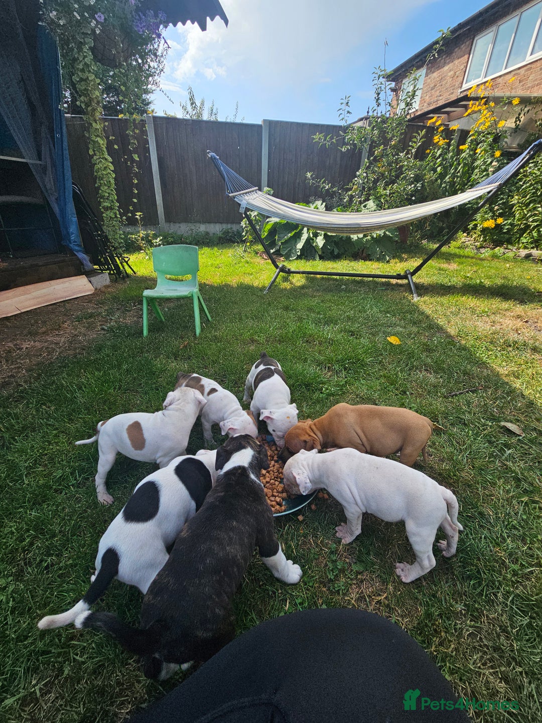 Staffordshire Bull Terrier dogs for sale: 🐾 Beautiful Staffordshire Bull Terrier Puppies 🐾 - Image 4