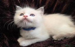 Ragdoll cats for sale: PEDIGREE RAGDOLL KITTENS FROM GCCF REGISTERED - Image 8