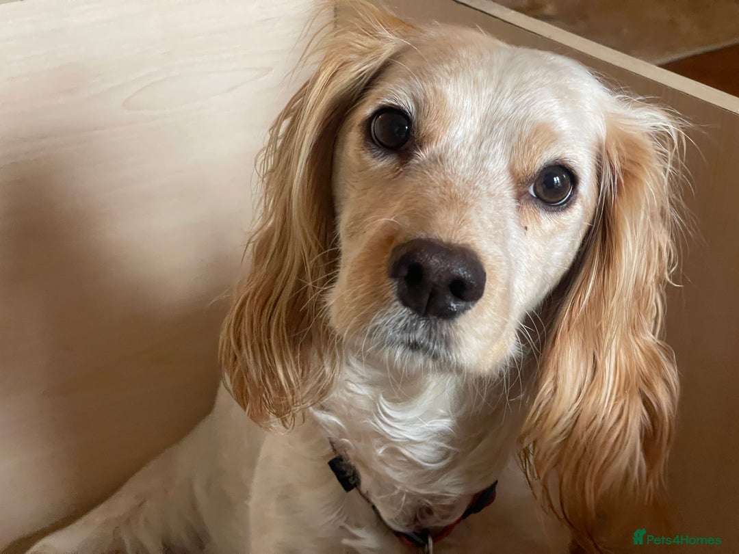Cocker Spaniel dogs for sale: KC REGISTERED COCKER SPANIELS  - Image 12