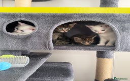 Turkish Angora cats for sale: 4 Beautiful Turkish Angora Mix Kittens - Image 19