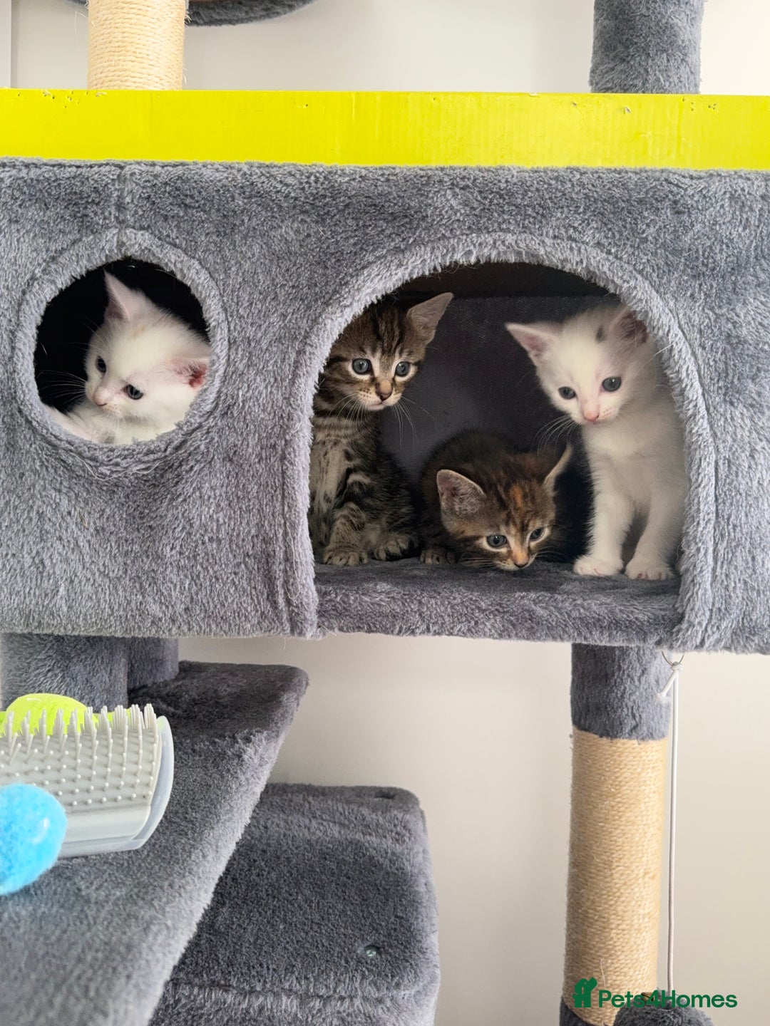 Turkish Angora cats for sale: 4 Beautiful Turkish Angora Mix Kittens - Image 19