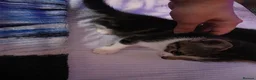 Mixed Breed cats for sale: Adorable Kittens Looking for Their Forever Homes  - Advert 20