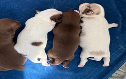 Chihuahua dogs for sale: 💕Stunning chihuahua pups 💕 - Image 9