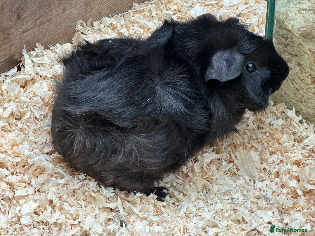 Guinea Pig rodents for sale: Young male guinea pigs 11 weeks old - Advert 7