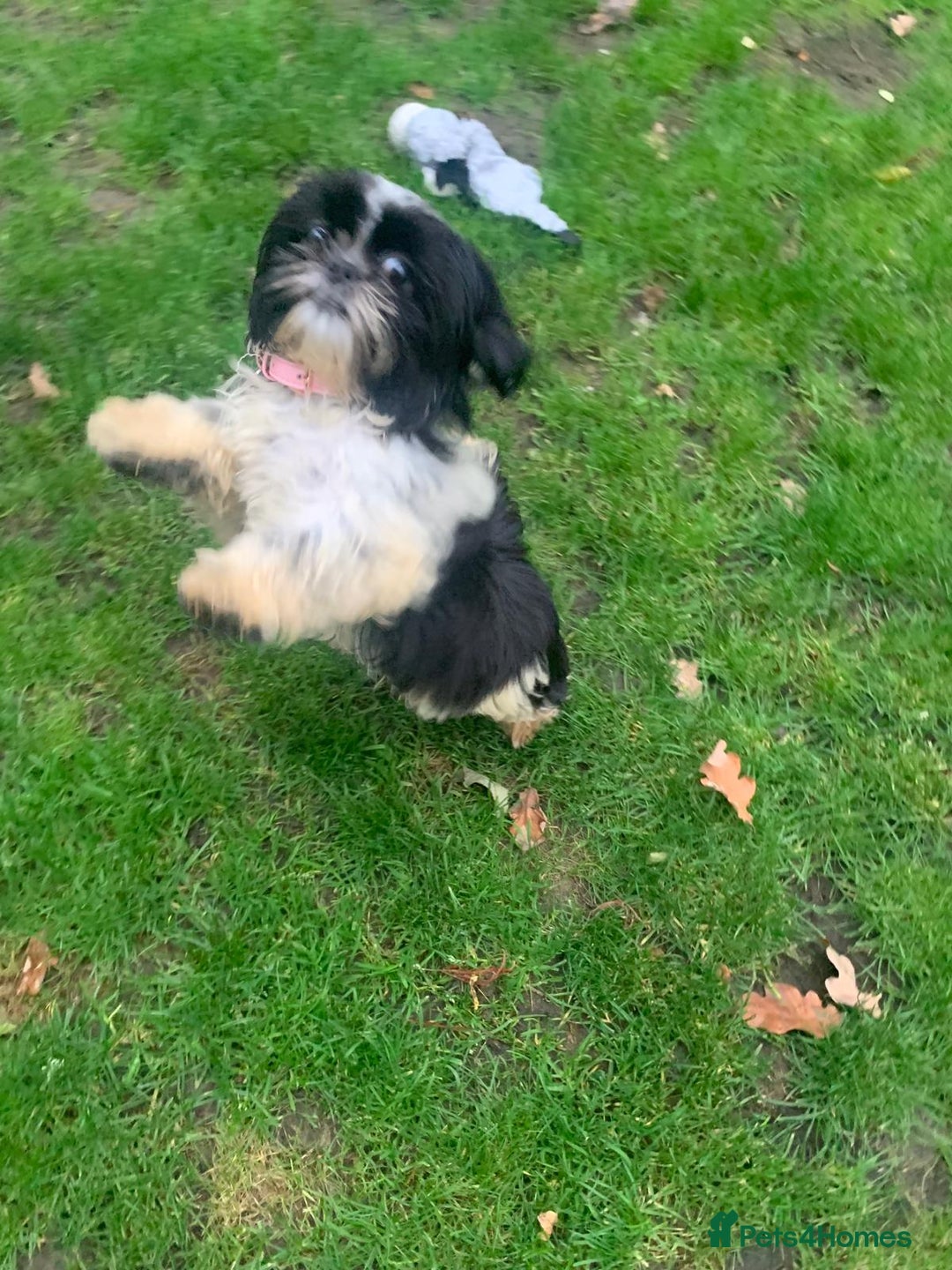 Shih Tzu dogs for sale: Gorgeous Shih Tzu puppy, 4 months old.  - Image 5