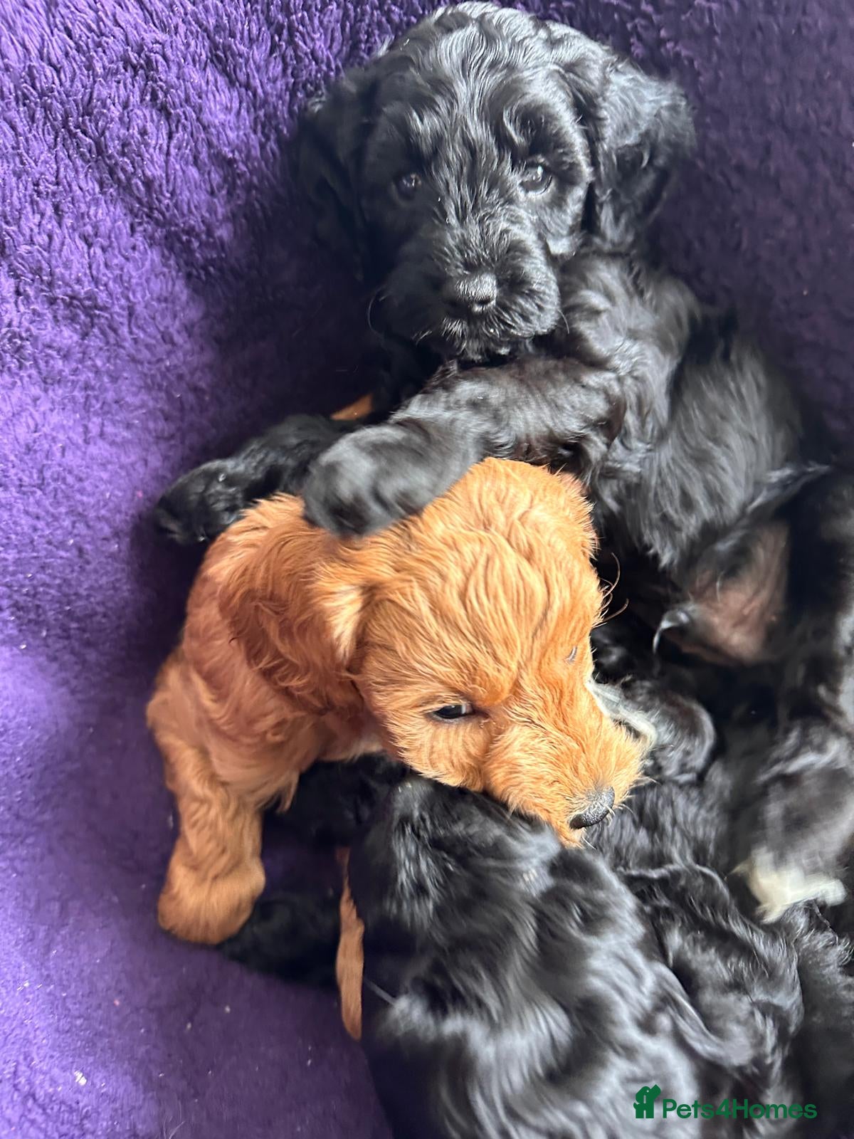 Cockapoo dogs Cockapoo Puppies for sale - Advert 11