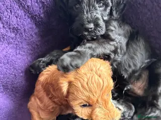 Cockapoo dogs Cockapoo Puppies for sale - Advert 11