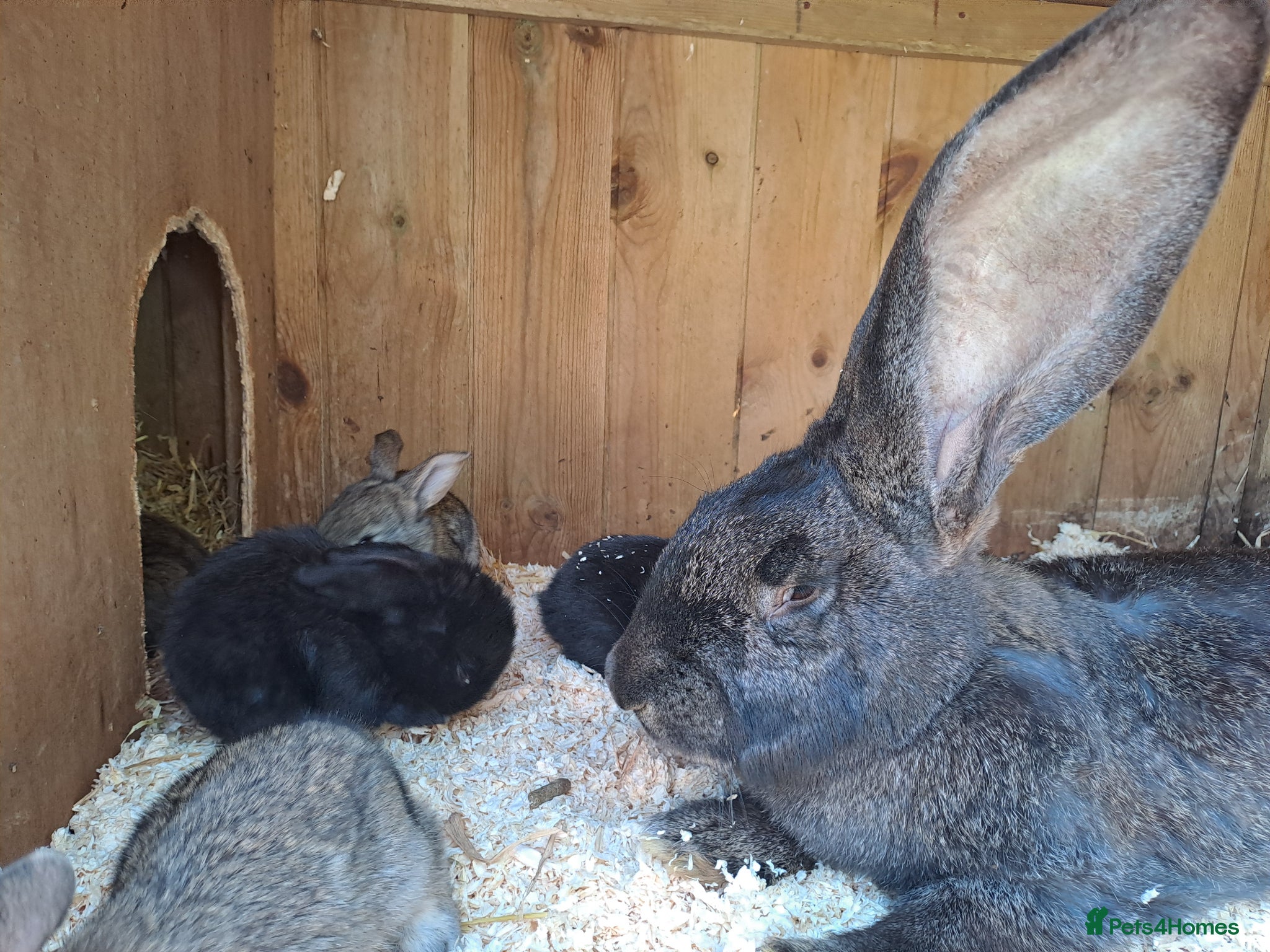 Continental Giant rabbits for sale: 10KG, Brc, show quality kits. MASSIVE  - Advert 6