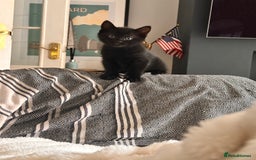 Domestic Shorthair cats for sale: Pretty little kittens - Image 5