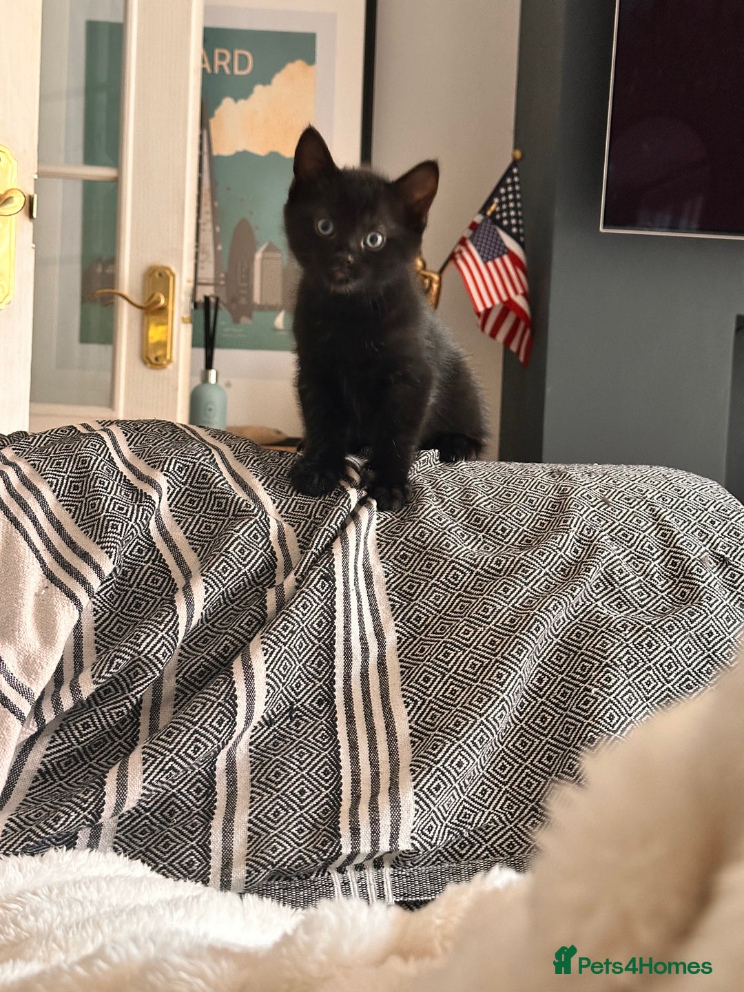 Domestic Shorthair cats for sale: Pretty little kittens - Image 5