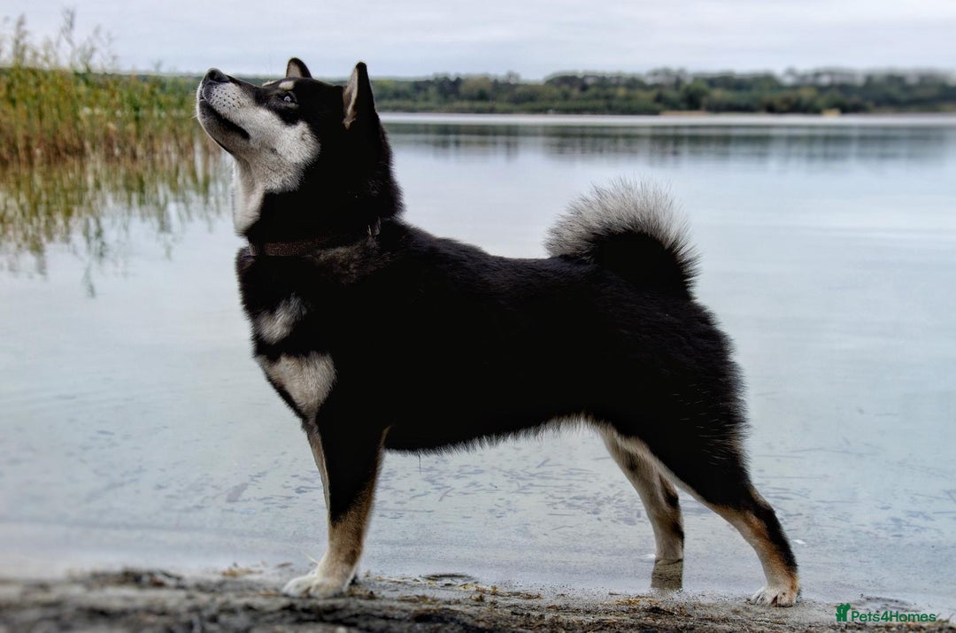 Japanese Shiba Inu dogs for sale: Japanese Shiba Inu Puppies-health tested ch blood - Image 7