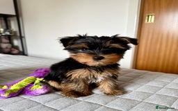 Yorkshire Terrier dogs for sale: Yorkshire terrier pups - Image 13