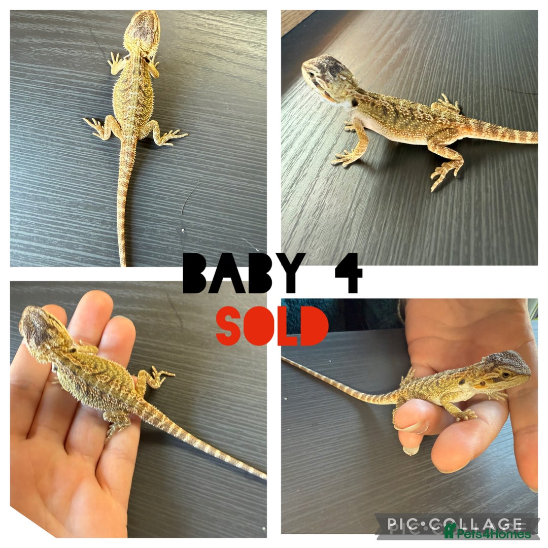 Bearded Dragon reptiles for sale: Bearded dragon babies - Image 6
