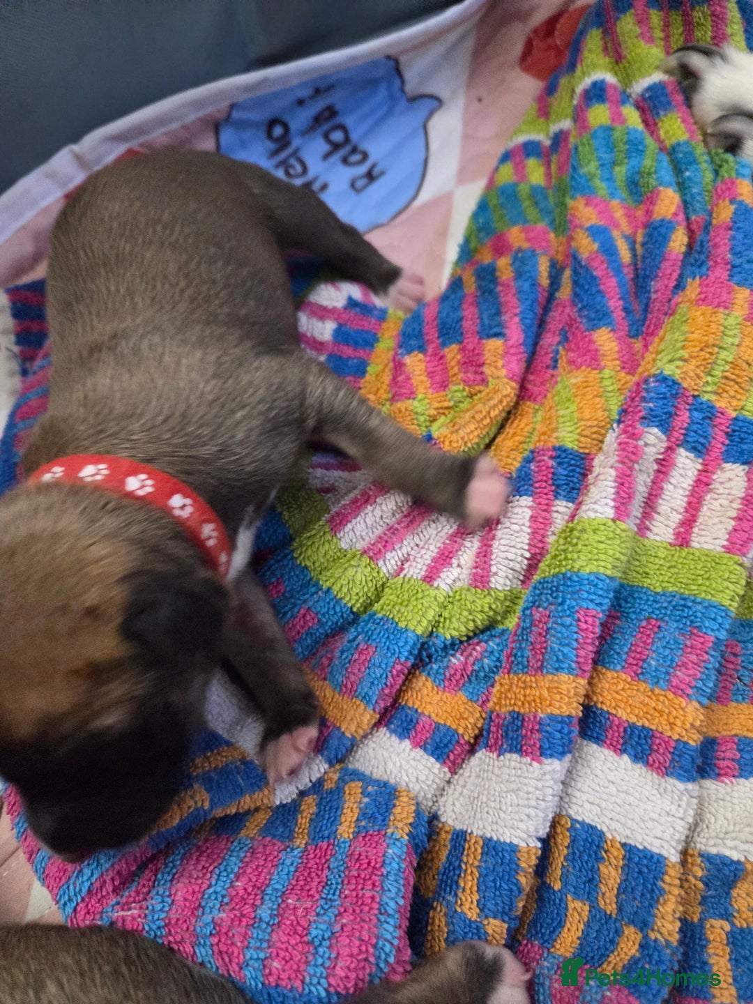 Mixed Breed dogs for sale: Saluki x lurcher hybrid  - Advert 6