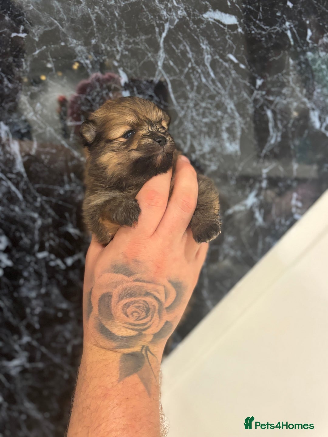 Pomeranian dogs for sale: Kc registered Pomeranians  - Image 18