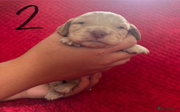 Cocker Spaniel dogs for sale: 7 Beautiful Cocker Spaniel Boys - Image 5