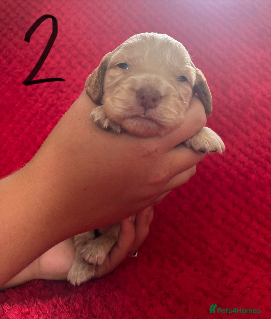 Cocker Spaniel dogs for sale: 7 Beautiful Cocker Spaniel Boys - Image 5