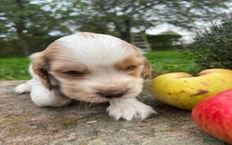 Cocker Spaniel dogs for sale: 🐾Gorgeous Cocker Spaniel Puppies 🐶🐾 - Image 25