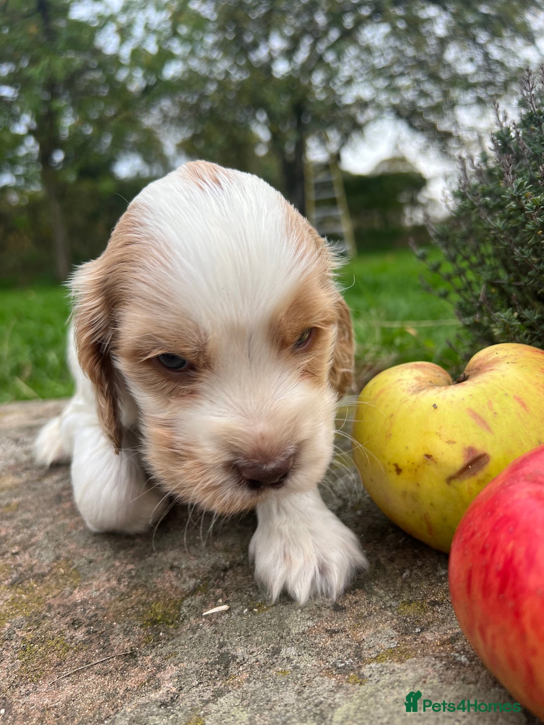 Cocker Spaniel dogs for sale: 🐾Gorgeous Cocker Spaniel Puppies 🐶🐾 - Image 25