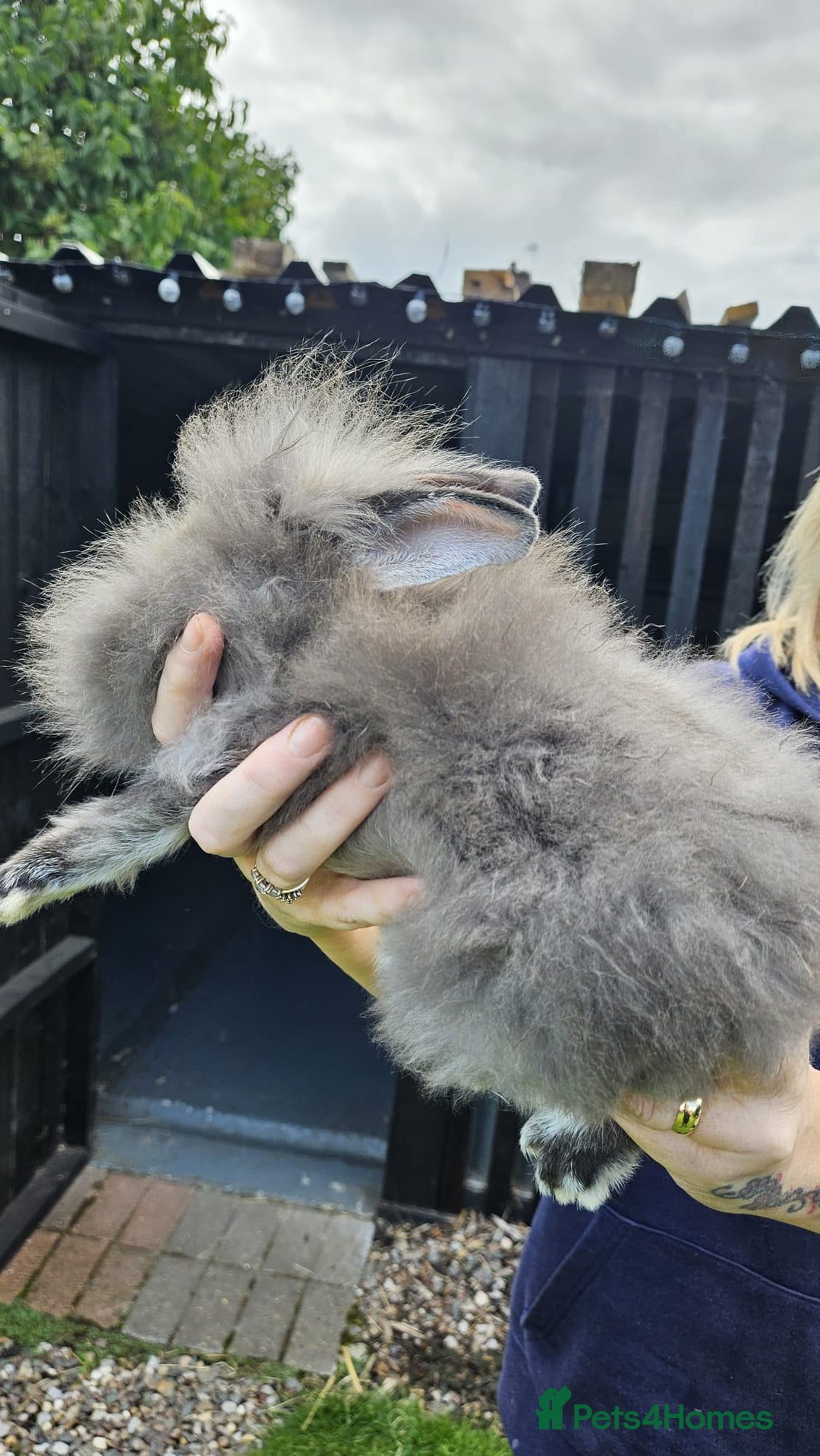 Mini Lop rabbits for sale: 1 female lop and 1 male double mane lion head  - Image 9