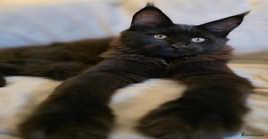 Maine Coon cats - Advert 2