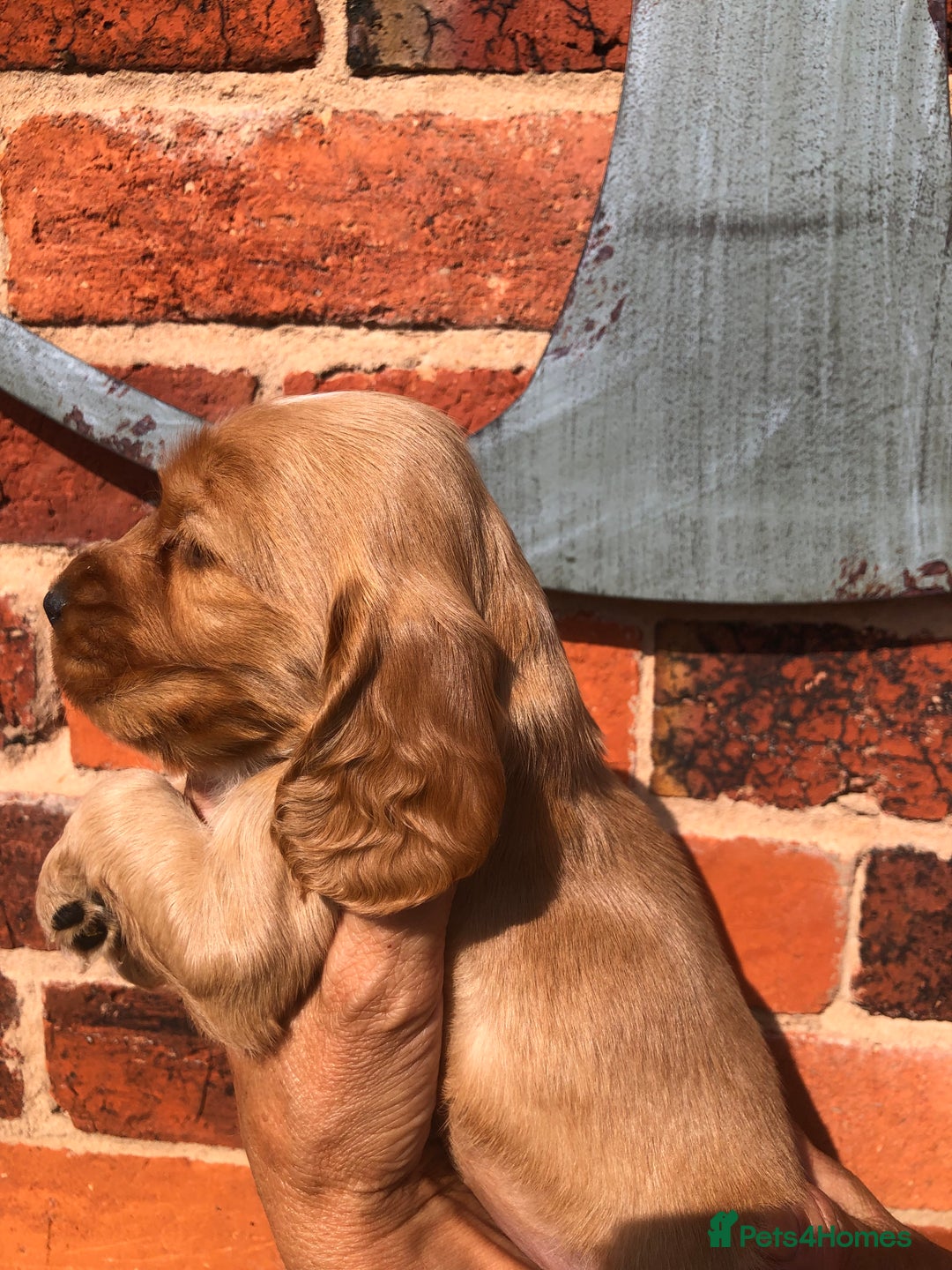 Cocker Spaniel dogs for sale: Pure beautiful show cocker spaniel puppies  - Image 13
