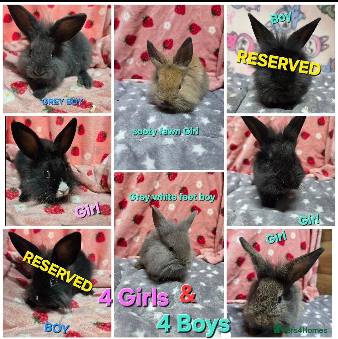 Lionhead rabbits Very Tame lion heads bunnies ☆ready now - Advert 1