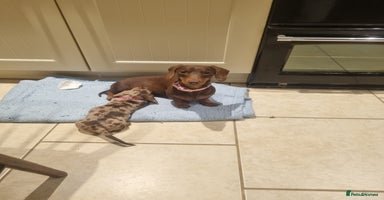 Dachshund dogs - Advert 3