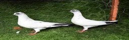 Pigeons birds for sale: Premium Breeding Pigeons Top Quality Pairs Availab - Advert 8