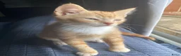 Mixed Breed cats for sale: 2 Gorgeous ginger Kittens - Advert 4