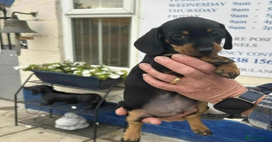 Miniature Dachshund dogs - Advert 10
