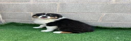 Australian Shepherd dogs for sale: Kc registered male Australian Shepherd Puppy - Advert 7