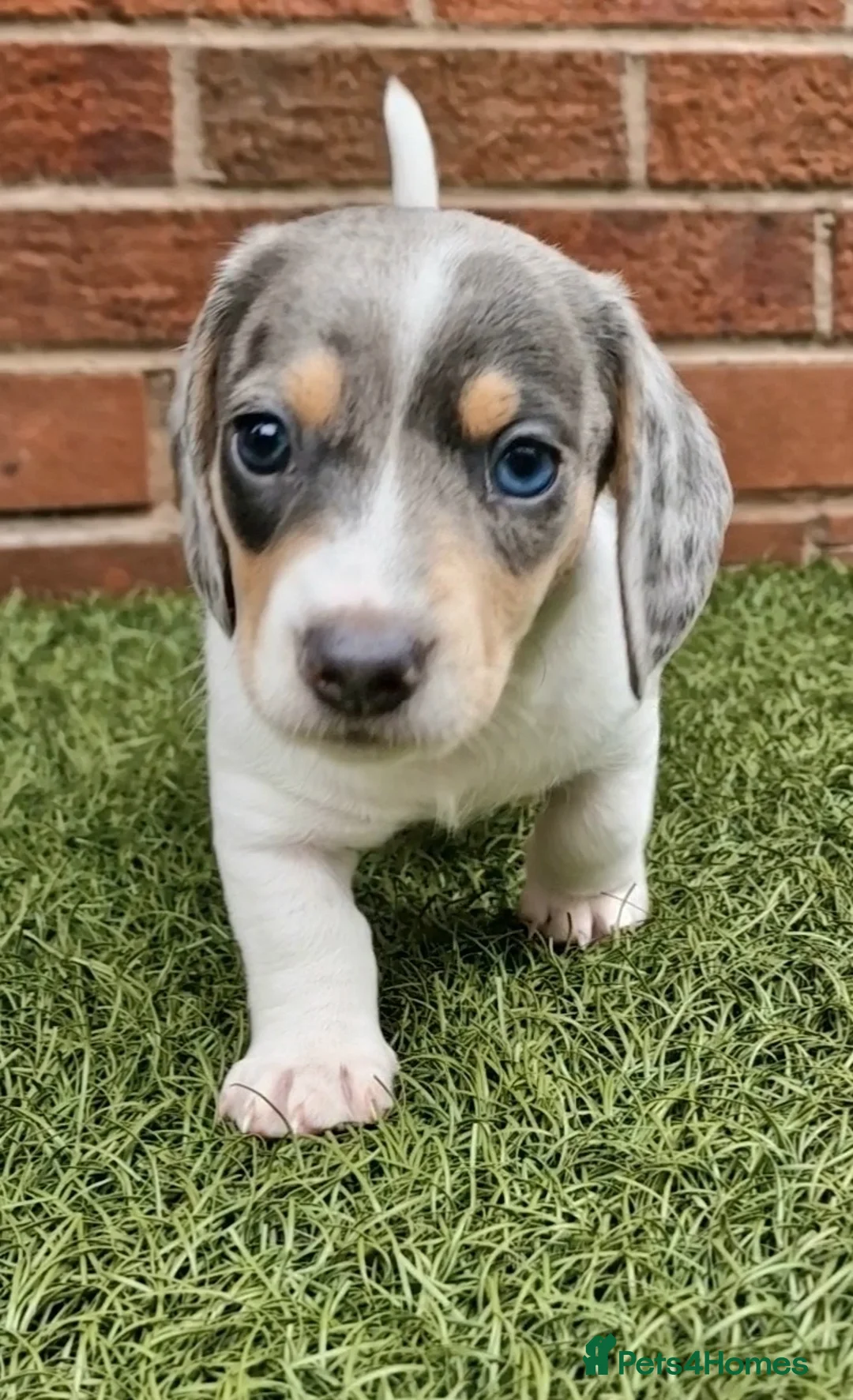 Miniature Dachshund dogs for stud: BLUE DAPPLE PIEBALD STUD CARRYING LONG HAIR CHOCO in Liverpool - Advert 28