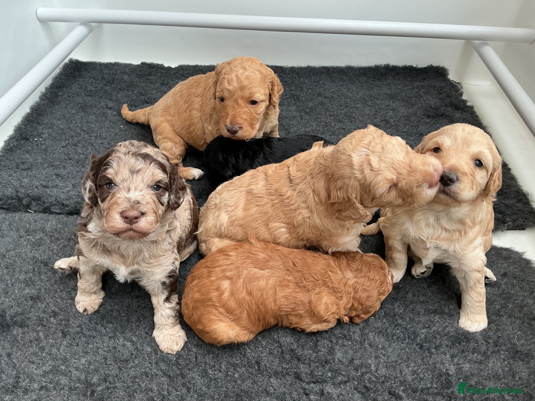 Cockapoo dogs Stunning Cockapoo Puppies  - Advert 1