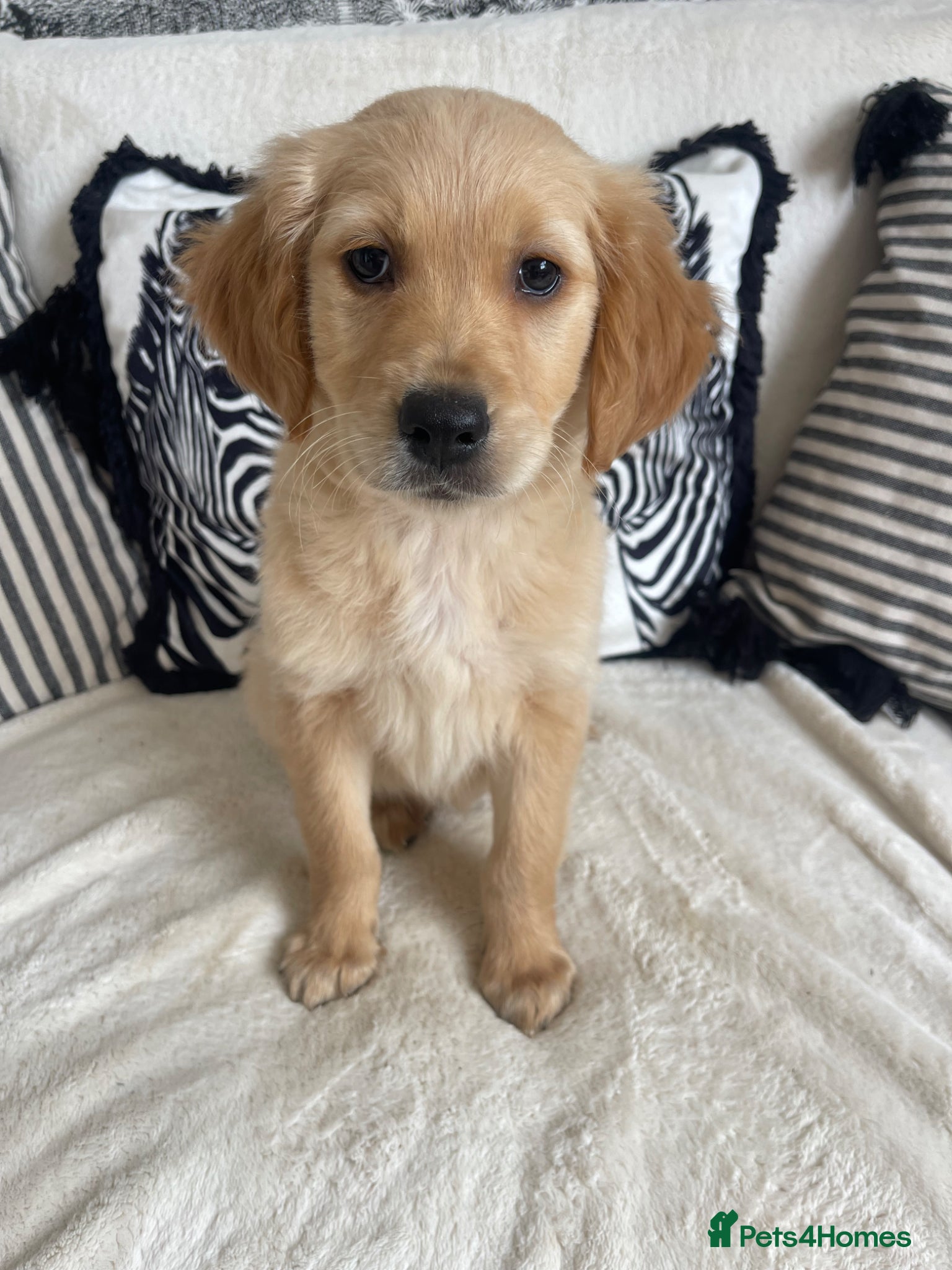 Golden Retriever dogs KC DNA TESTED GOLDEN RETRIEVERS - Advert 1